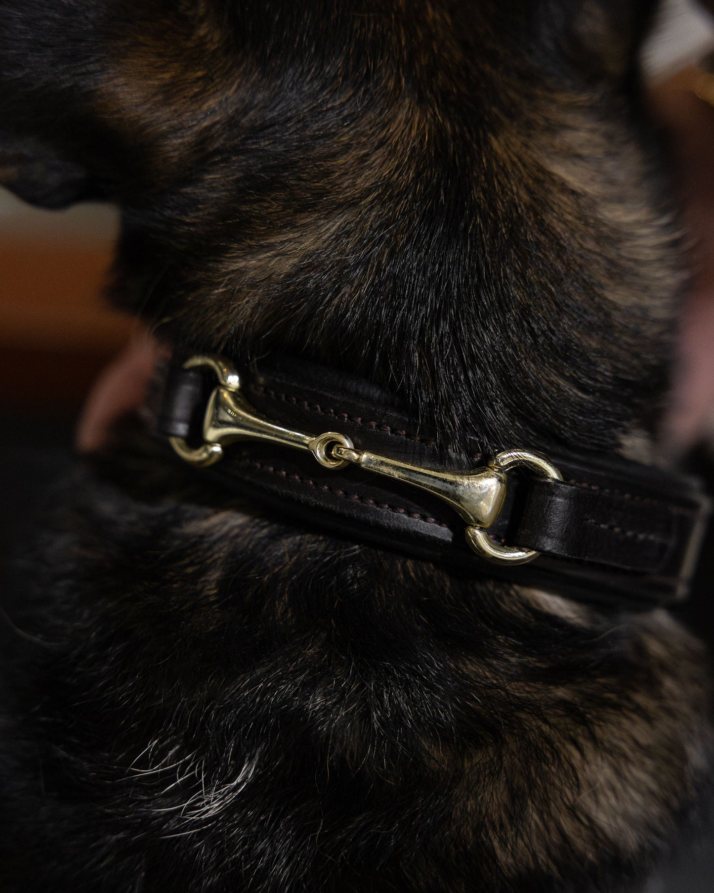 Connection - Horsebit Hundehalsbånd - Hazelnut