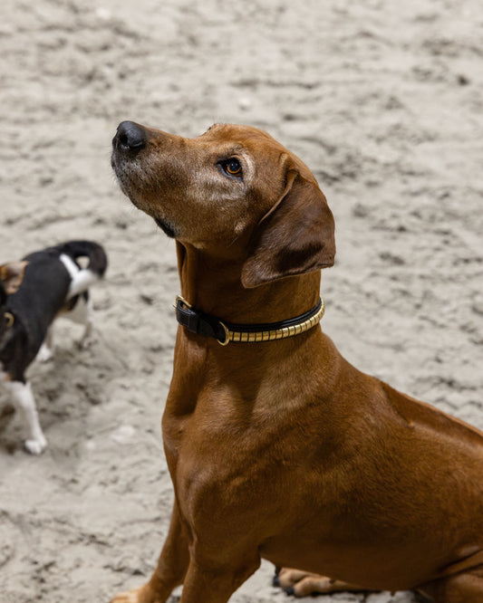 Elegance – Hundehalsbånd Clinchers - Havana Brown