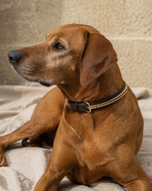 Elegance – Hundehalsbånd Clinchers - Hazelnut