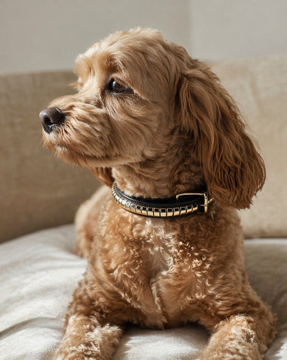Elegance – Hundehalsbånd Clinchers - Noir