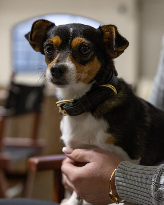 Elegance – Hundehalsbånd Clinchers - Noir